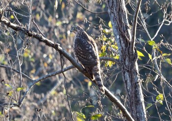 Sun, 12/5/2021 Birding report at Shakujii Park