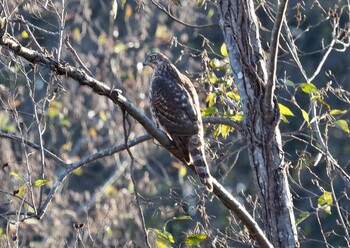 Eurasian Goshawk Shakujii Park Sun, 12/5/2021