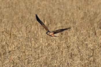 2021年11月28日(日) 稲敷市の野鳥観察記録