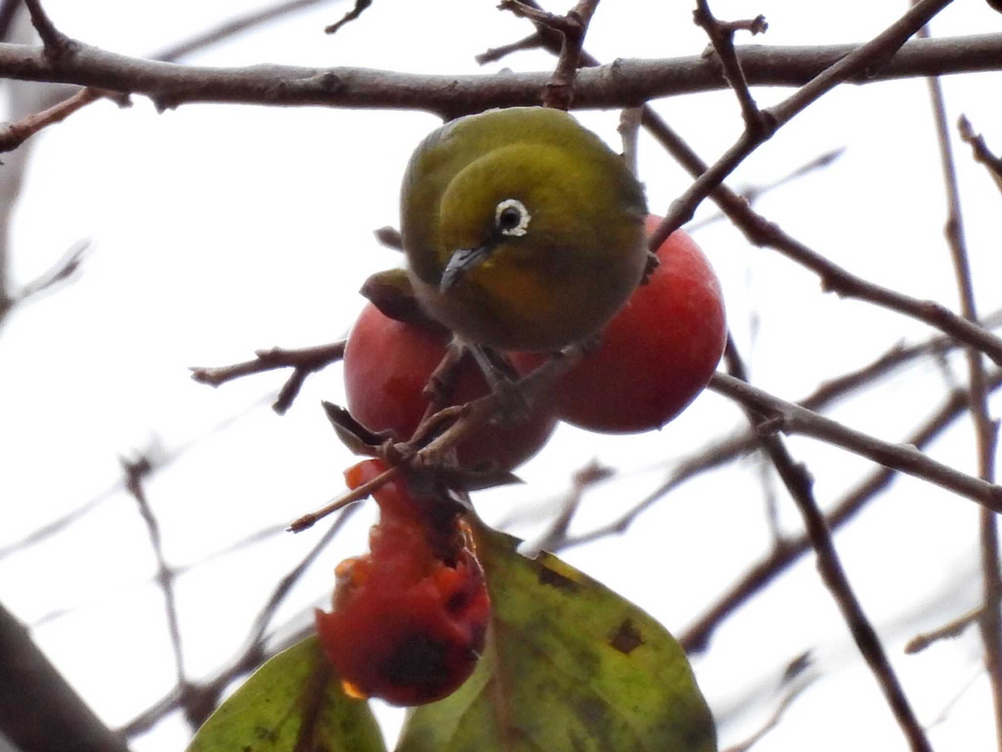 Photo of Warbling White-eye at 日本ラインうぬまの森 by 寅次郎