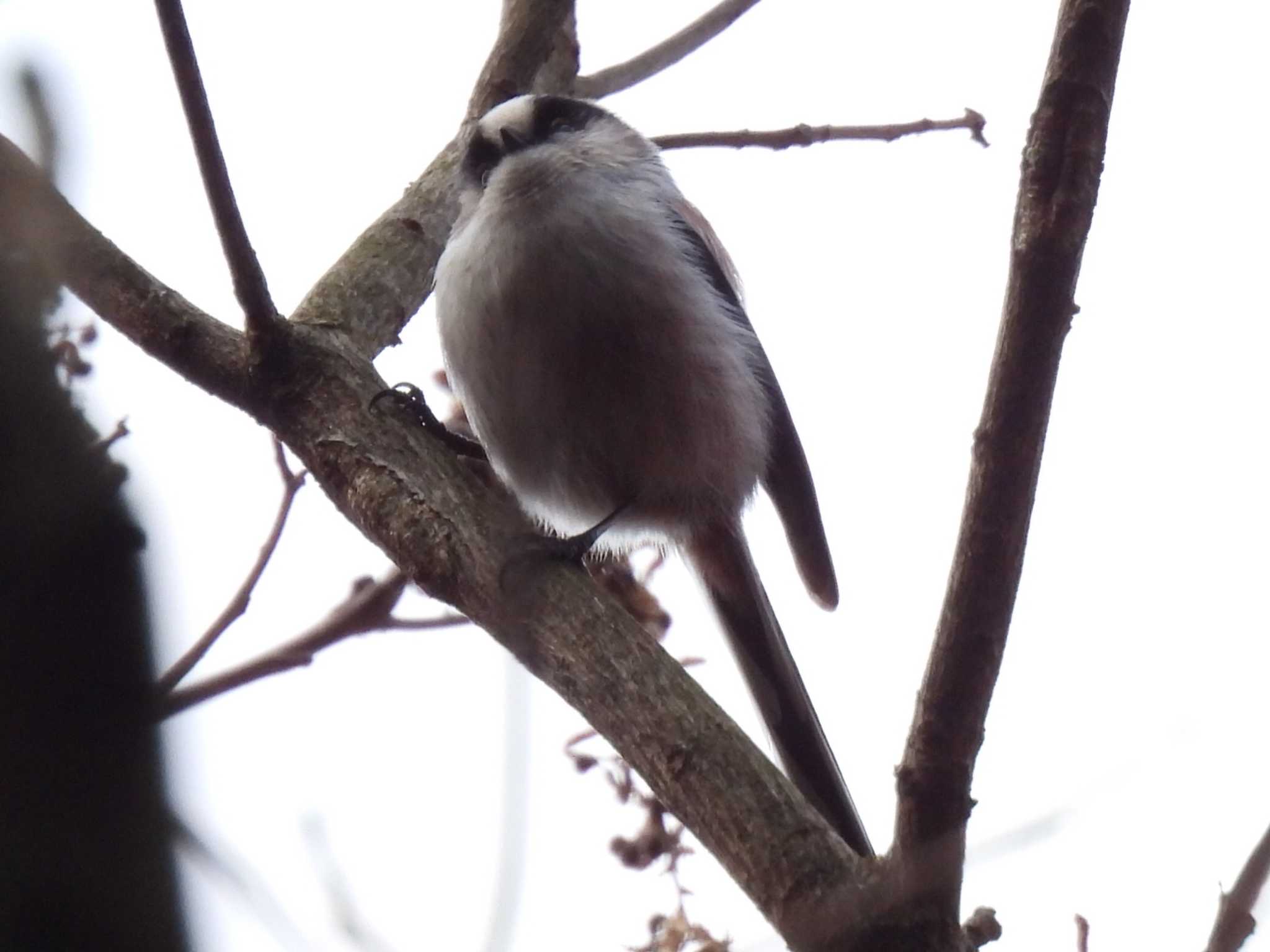 Photo of Long-tailed Tit at 日本ラインうぬまの森 by 寅次郎