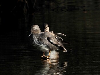 Gadwall Shakujii Park Sun, 12/5/2021