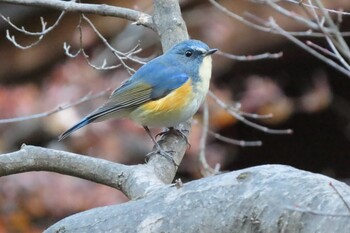 Red-flanked Bluetail 桐生自然観察の森 Sun, 12/5/2021