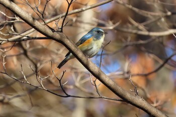 Red-flanked Bluetail 桐生自然観察の森 Sun, 12/5/2021
