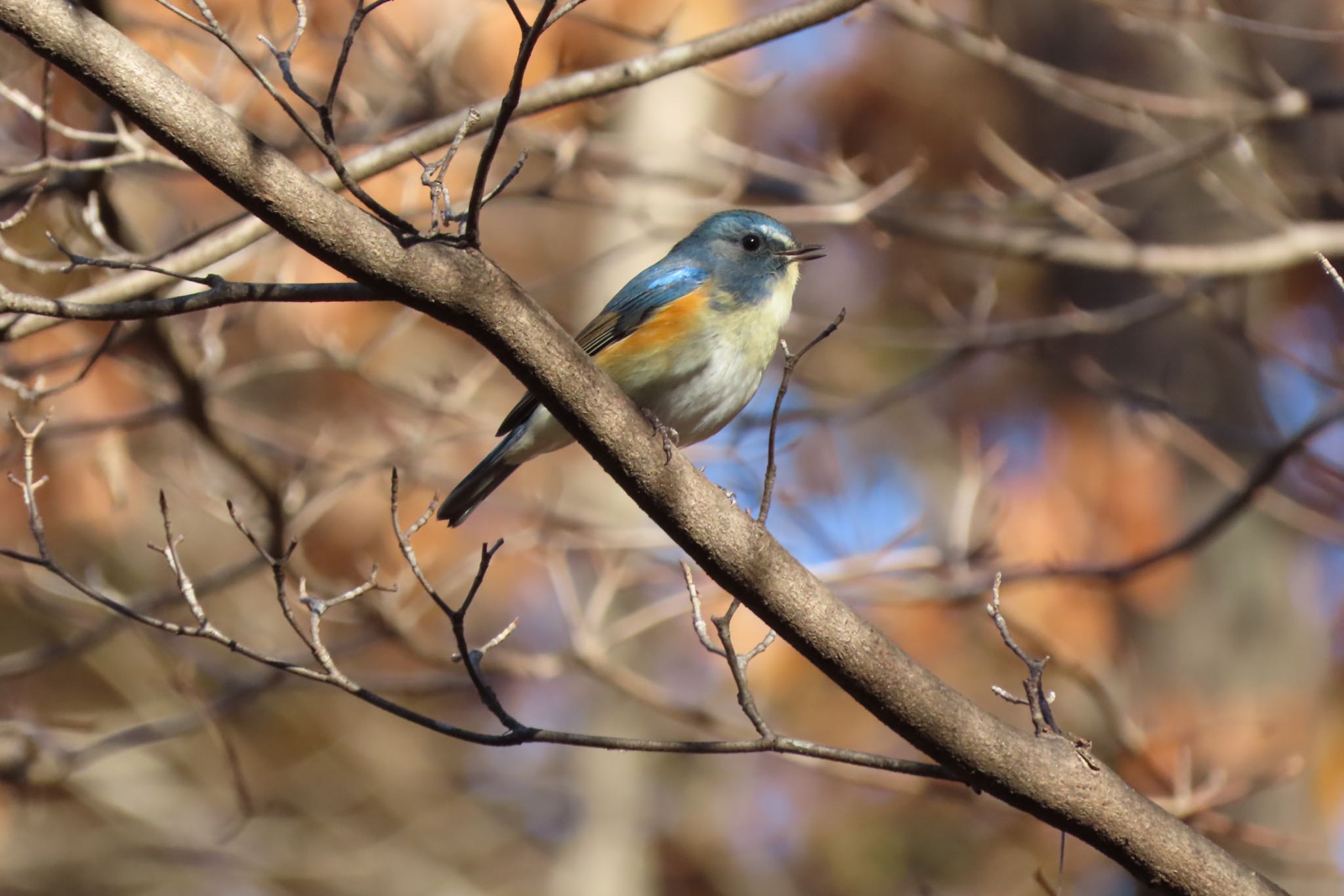 Photo of Red-flanked Bluetail at 桐生自然観察の森 by 中学生探鳥家