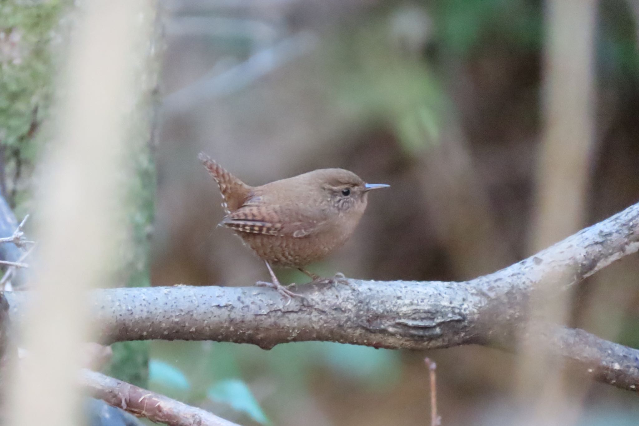 Photo of Eurasian Wren at 桐生自然観察の森 by 中学生探鳥家