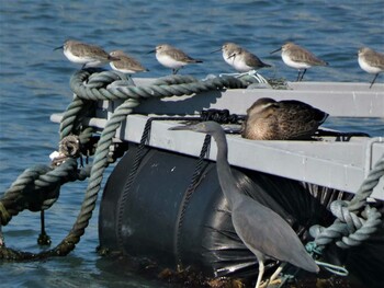 2021年12月4日(土) 平磯海岸の野鳥観察記録