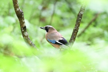 Eurasian Jay 奥入瀬渓流 Sat, 5/27/2017