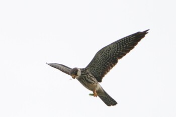 Amur Falcon Lorong Halus Wetland Sun, 12/5/2021