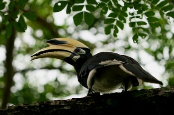 2021年12月5日(日) Pasir Ris Park (Singapore)の野鳥観察記録