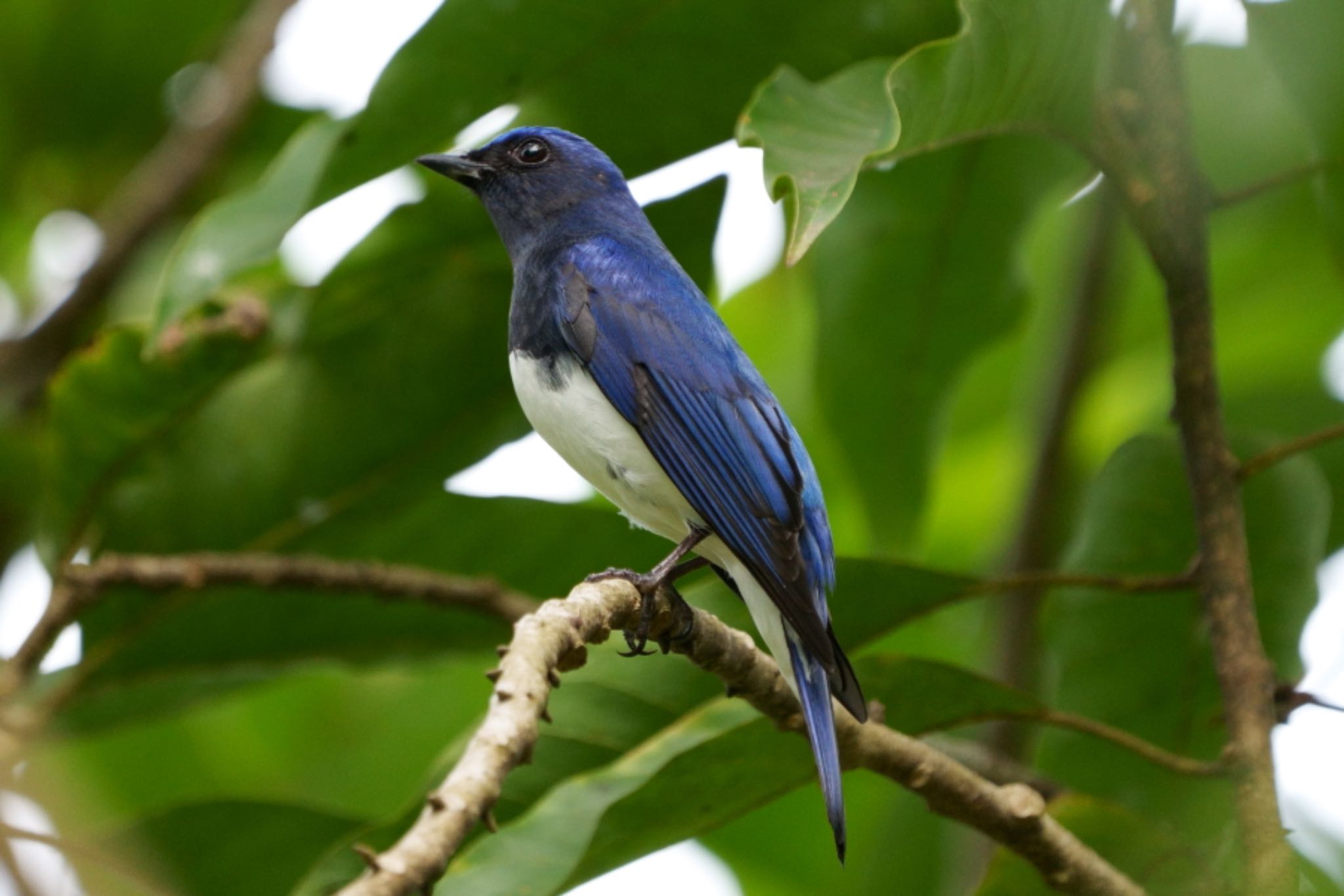 Blue-and-white Flycatcher