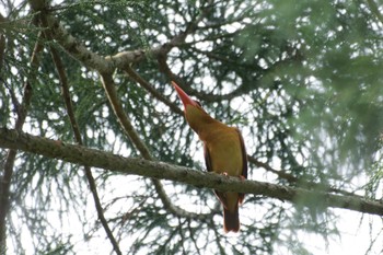 Ruddy Kingfisher 三重県 Sat, 5/27/2017