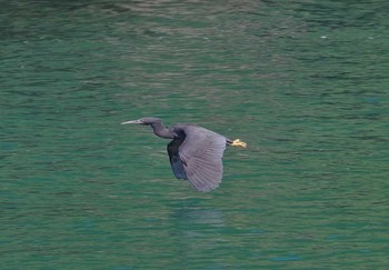 クロサギ 静岡県 2017年5月27日(土)