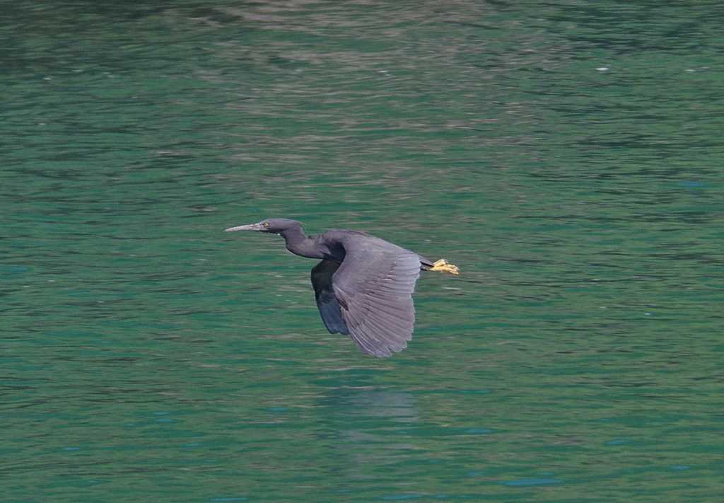 Photo of Pacific Reef Heron at 静岡県 by くまのみ