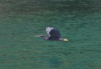 Pacific Reef Heron 静岡県 Sat, 5/27/2017