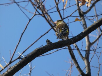 2021年12月4日(土) さいわい緑道(川崎市)の野鳥観察記録