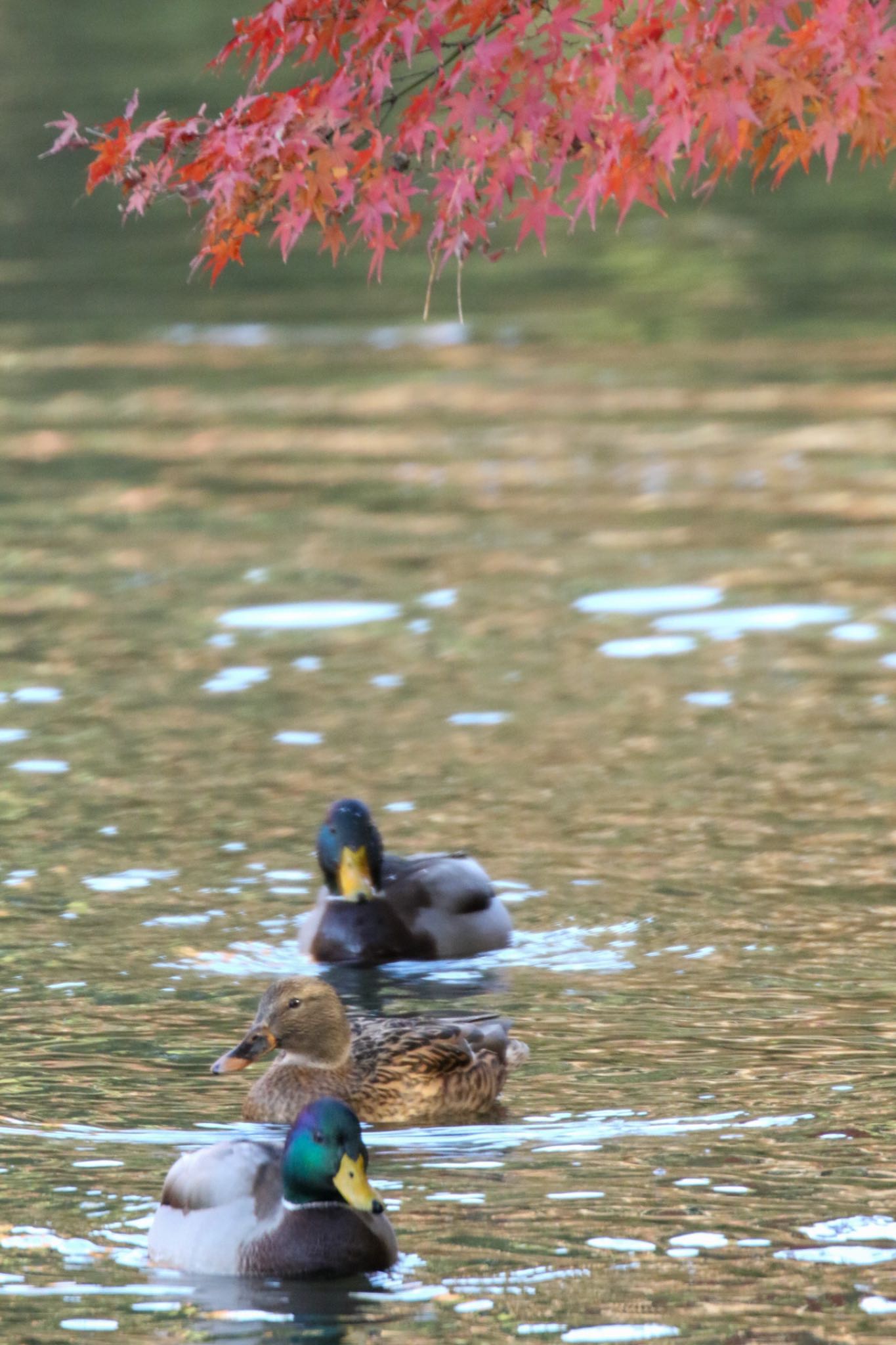 Untitled Photo by もみじ