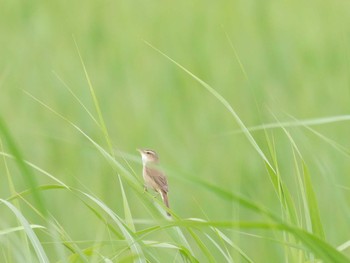 Black-browed Reed Warbler Watarase Yusuichi (Wetland) Sat, 5/27/2017