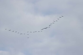 2021年12月5日(日) お台場　海の見える公園の野鳥観察記録