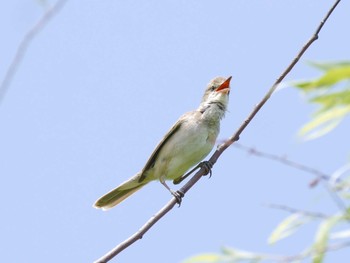 Oriental Reed Warbler Watarase Yusuichi (Wetland) Sat, 5/27/2017