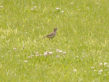 Eurasian Skylark Watarase Yusuichi (Wetland) Sat, 5/27/2017