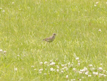 Eurasian Skylark Watarase Yusuichi (Wetland) Sat, 5/27/2017