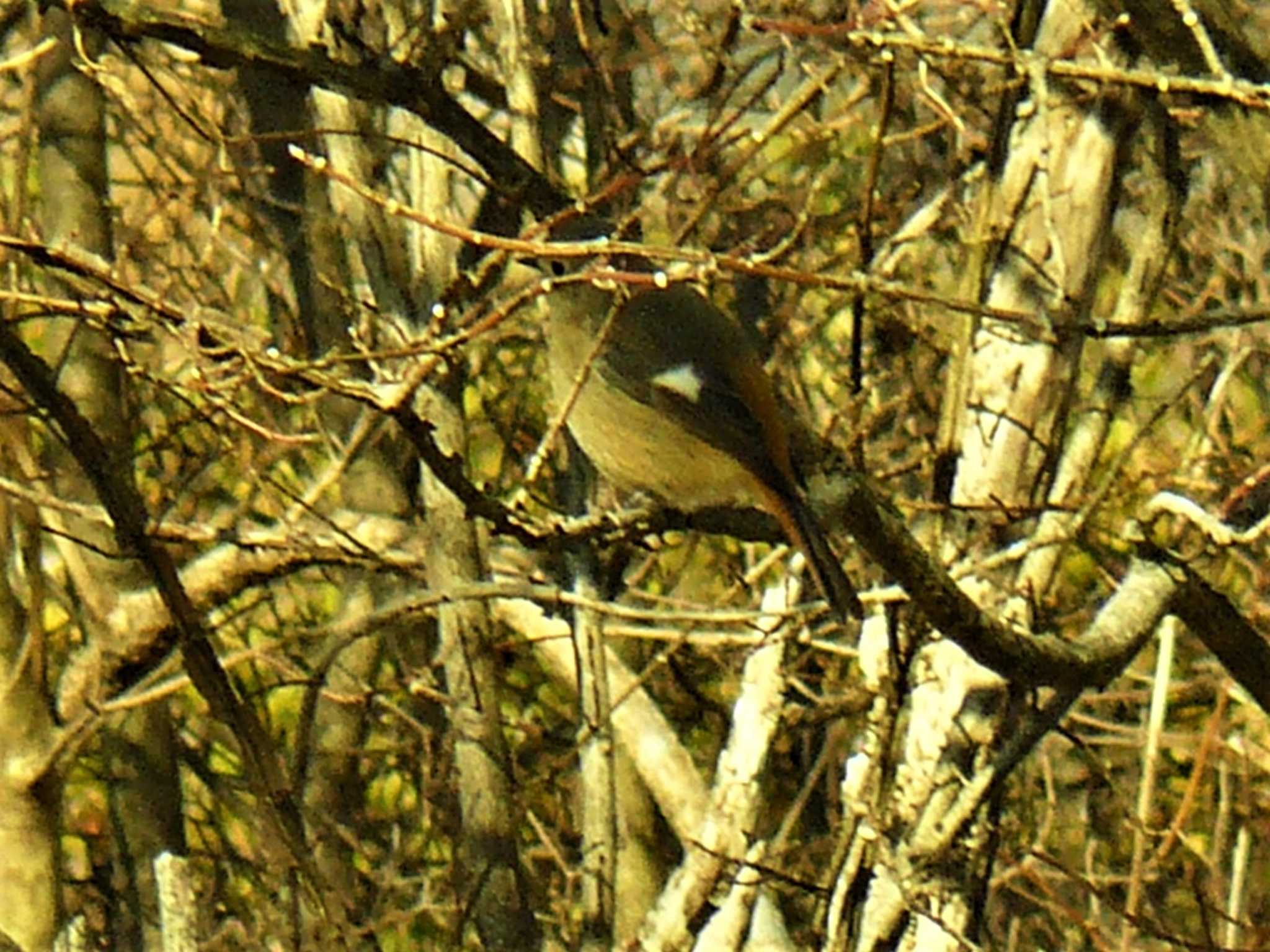 Daurian Redstart