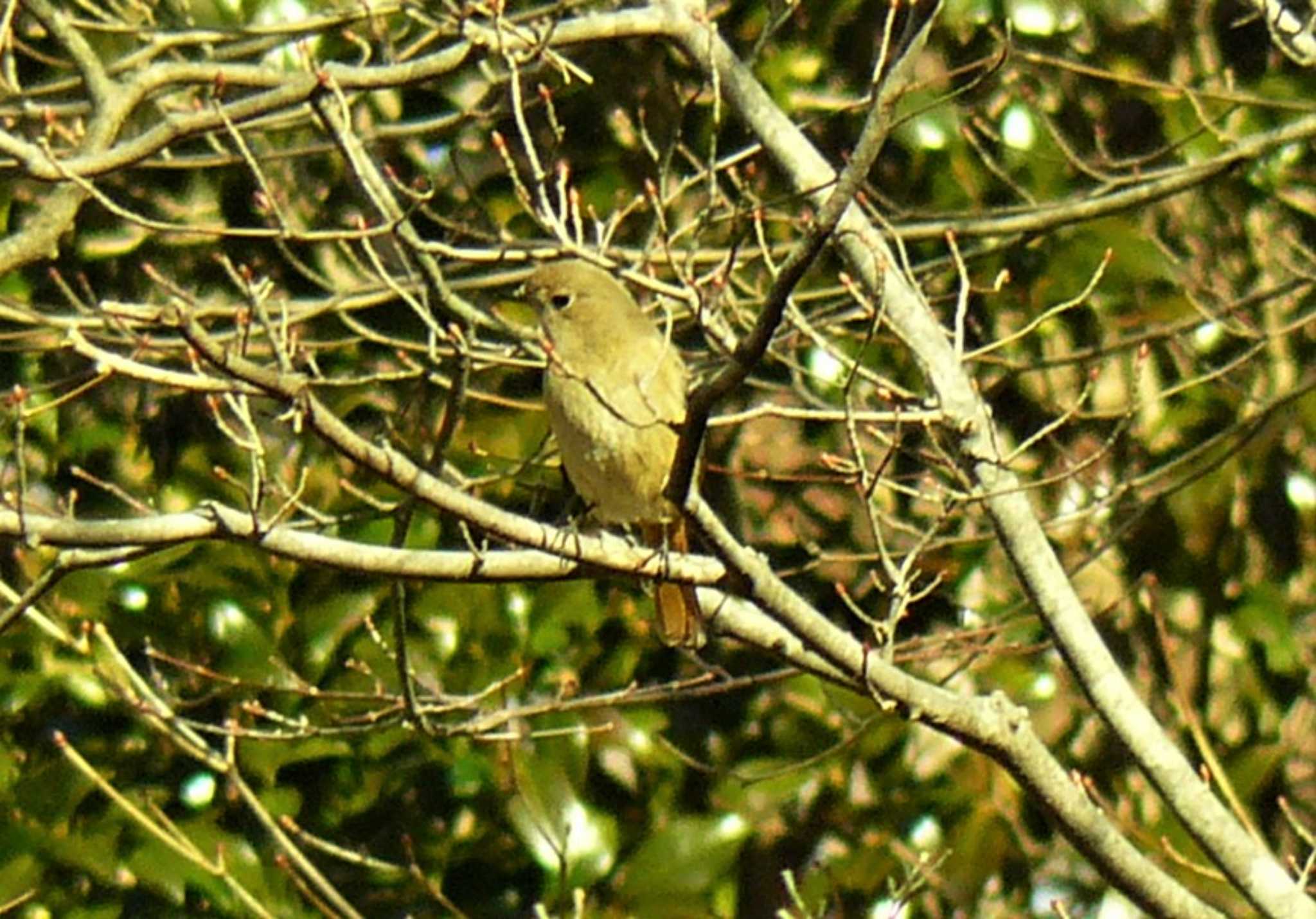 Daurian Redstart