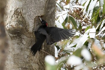 Black Woodpecker Asahiyama Memorial Park Sun, 12/5/2021