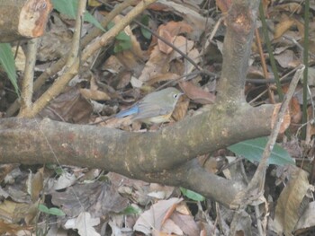 2021年12月5日(日) こども自然公園 (大池公園/横浜市)の野鳥観察記録