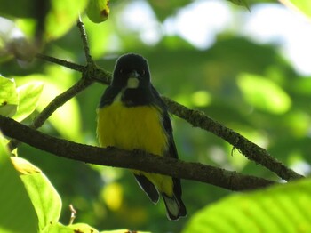 Yellow-bellied Flowerpecker ドイインタノン Unknown Date