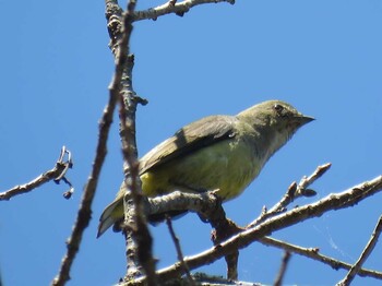 Yellow-bellied Flowerpecker ドイインタノン Unknown Date