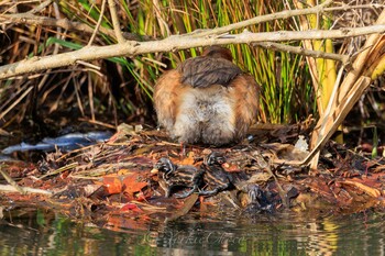 2021年12月5日(日) 薬師池公園の野鳥観察記録