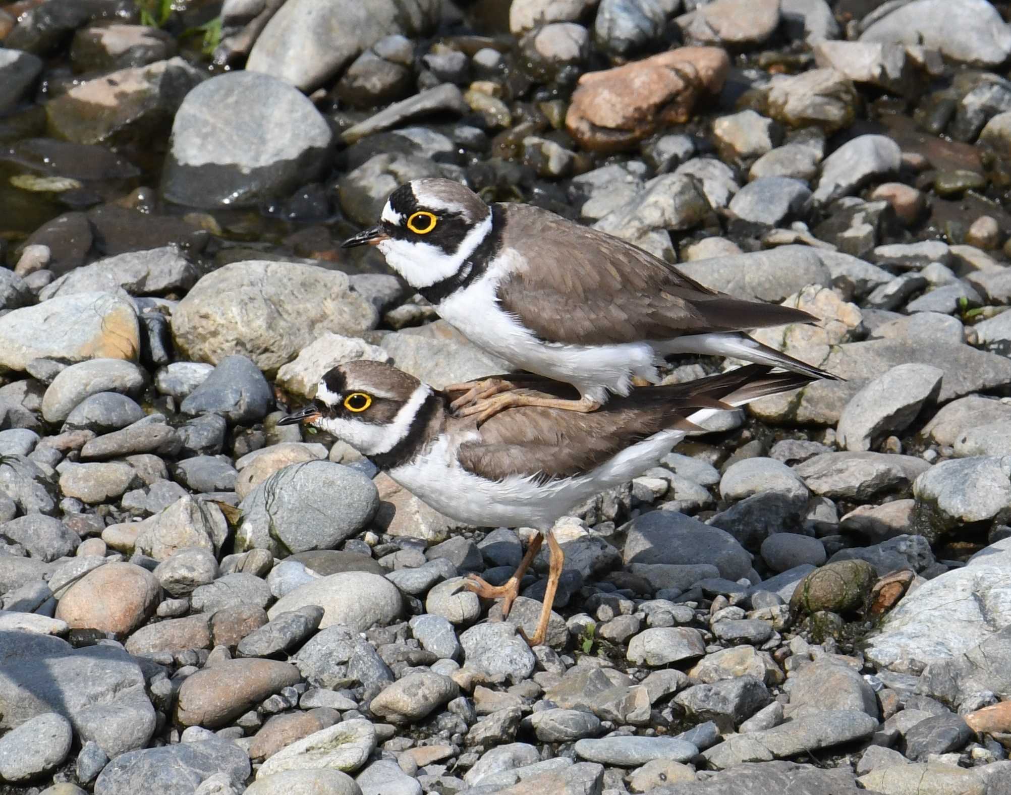 Photo of Little Ringed Plover at Nogawa by あひる