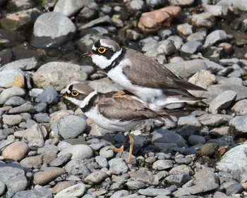 Little Ringed Plover Nogawa Sat, 5/27/2017