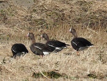 Lesser White-fronted Goose Izunuma Sun, 1/7/2018