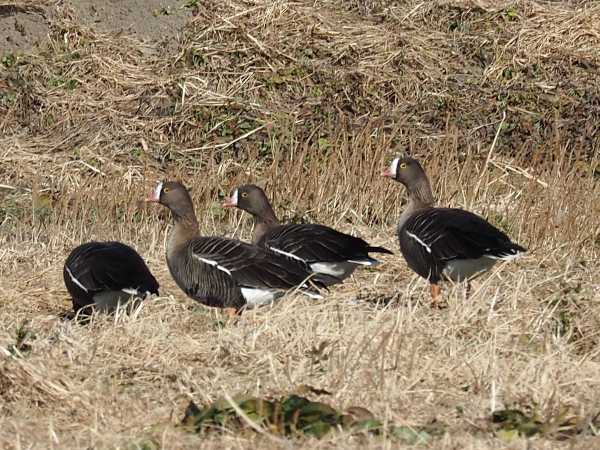 Photo of Lesser White-fronted Goose at Izunuma by ハイウェーブ