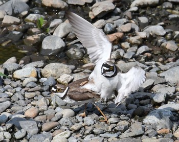 Little Ringed Plover Nogawa Sat, 5/27/2017