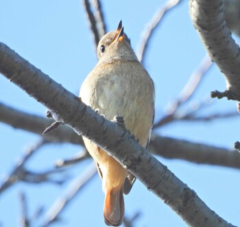 2021年11月6日(土) 下永谷市民の森の野鳥観察記録