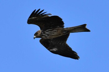 トビ 千本浜公園 撮影日未設定