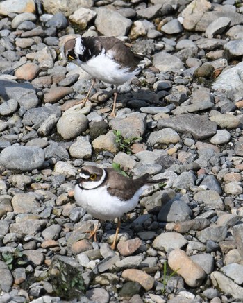 Little Ringed Plover Nogawa Sat, 5/27/2017