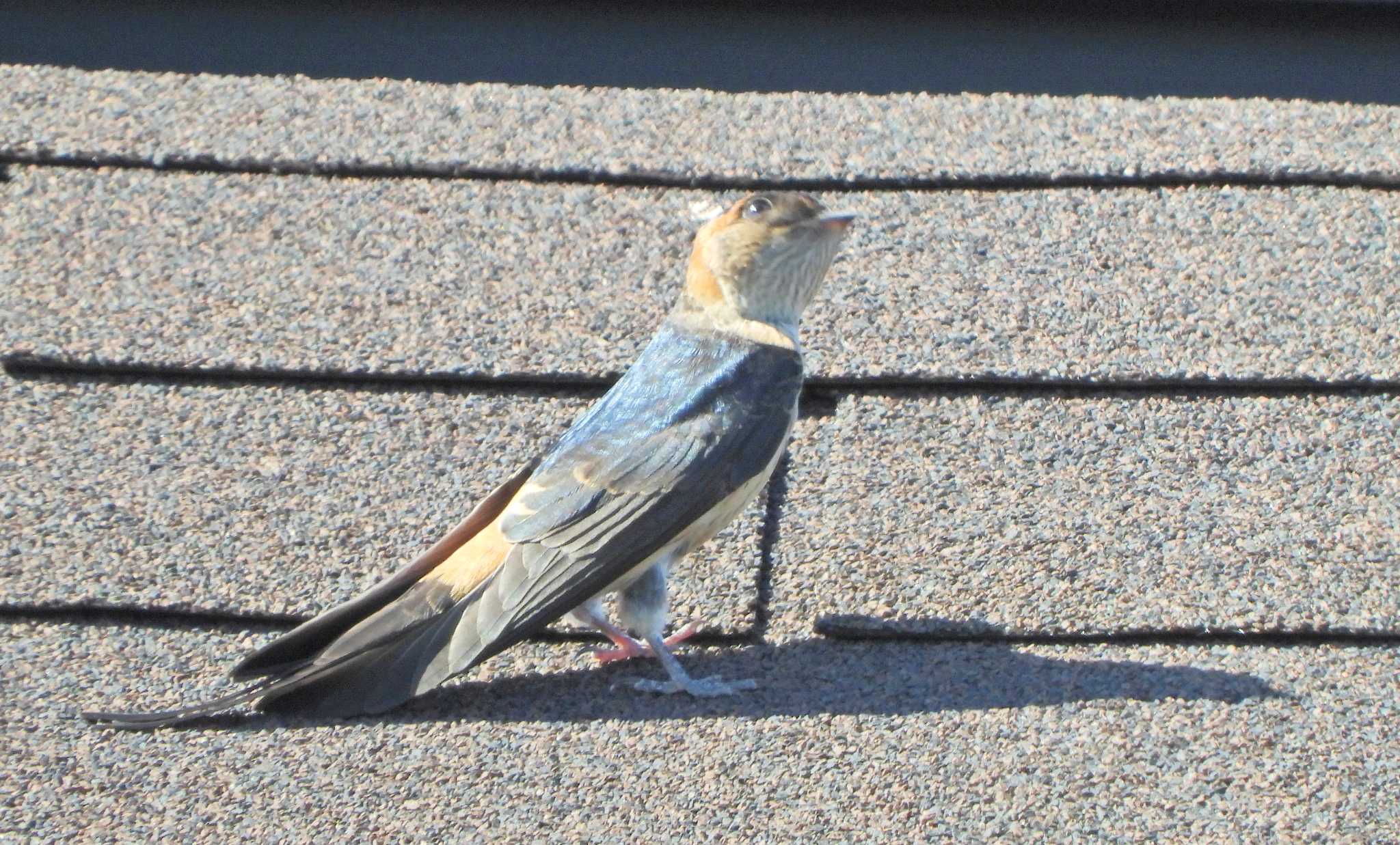 Red-rumped Swallow