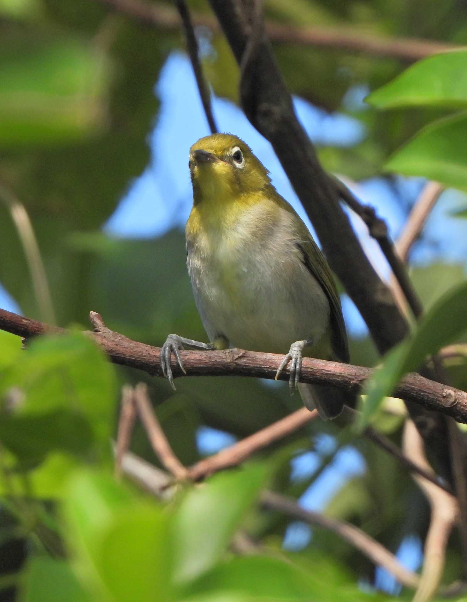 Warbling White-eye