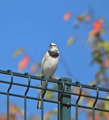 Sat, 10/2/2021 Birding report at 湘南国際村