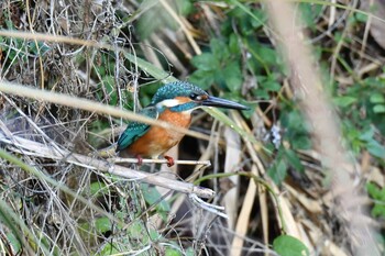 カワセミ 麻機遊水地 撮影日未設定