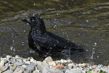 Carrion Crow Nogawa Sat, 5/27/2017