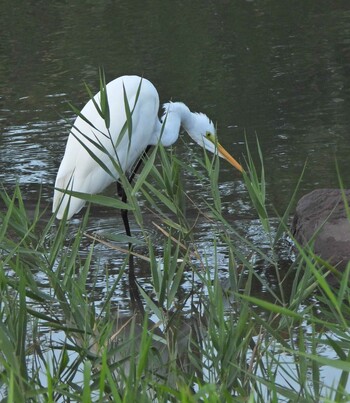 Great Egret(modesta)  Nagahama Park Sat, 10/2/2021