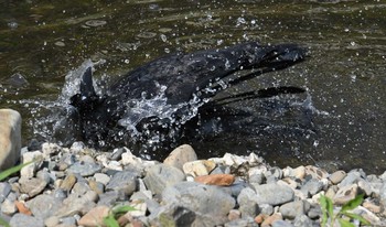 Carrion Crow Nogawa Sat, 5/27/2017