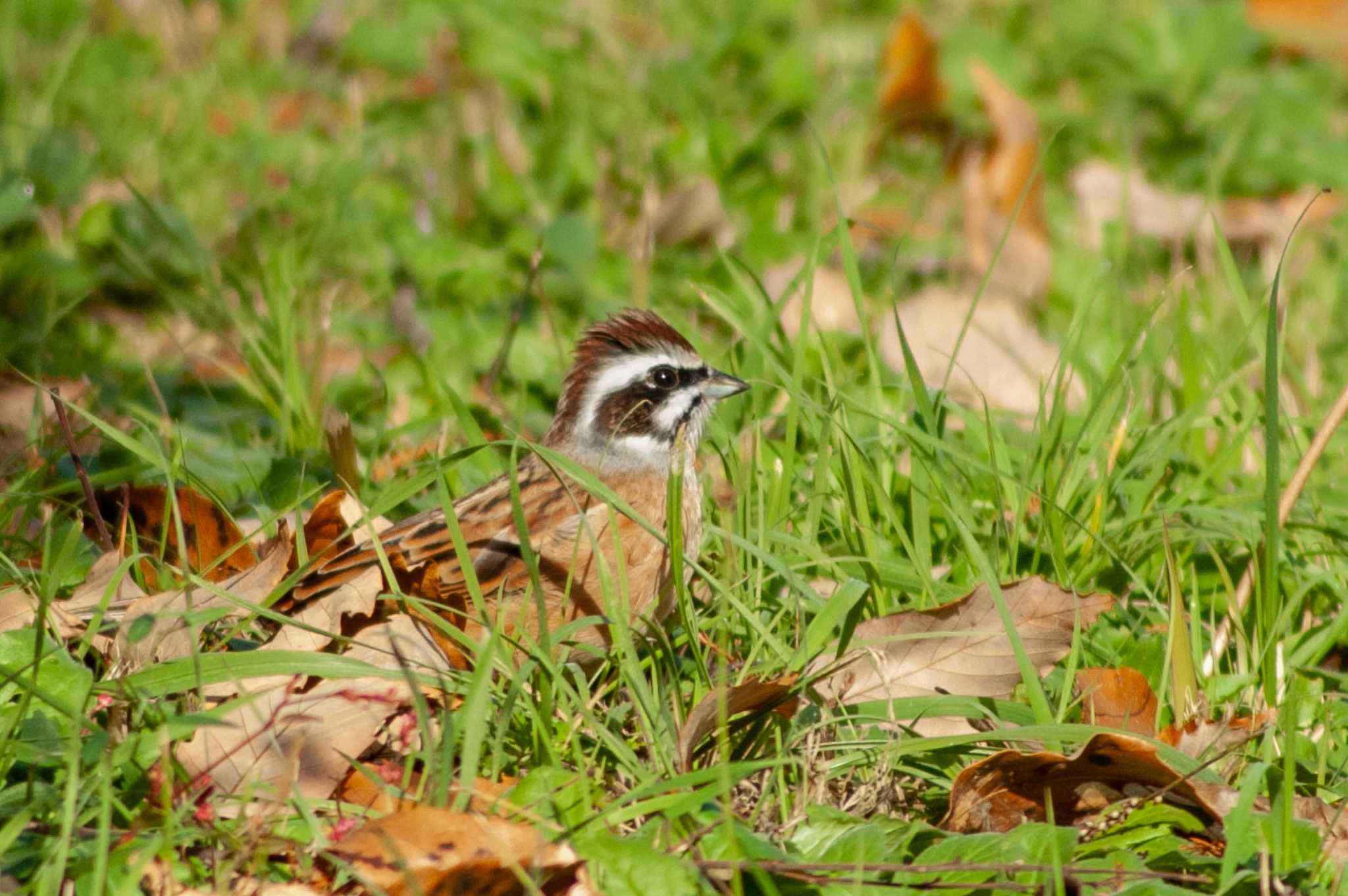 Photo of Meadow Bunting at  by veritas_vita