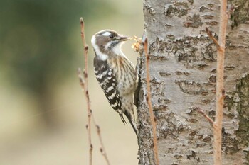 2021年12月4日(土) 三ツ池公園(横浜市鶴見区)の野鳥観察記録